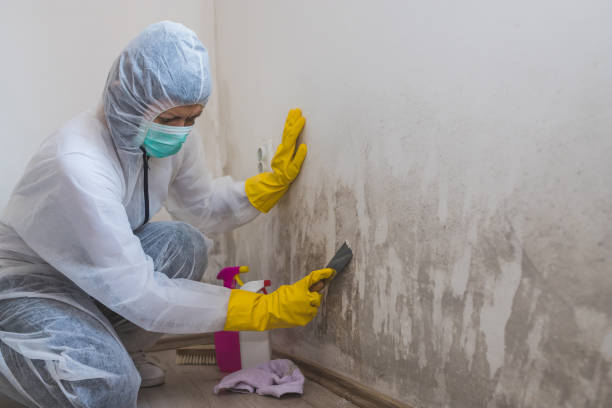 Best Mold Odor Removal Services  in Whetstone, AZ